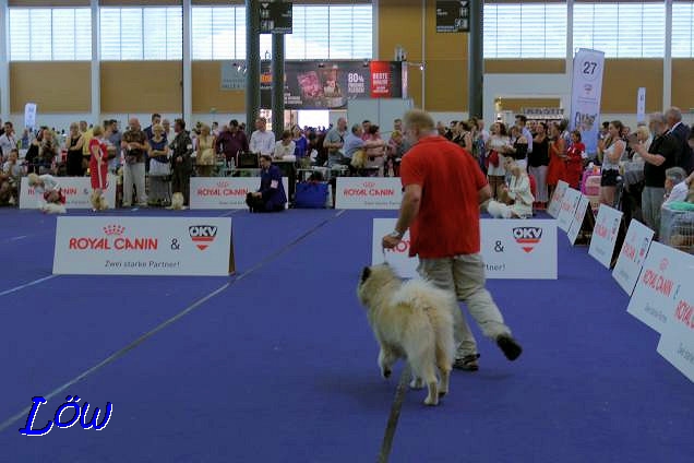 Dwix bei der EUROPEAN DOG SHOW in Wels, 15.6.2019